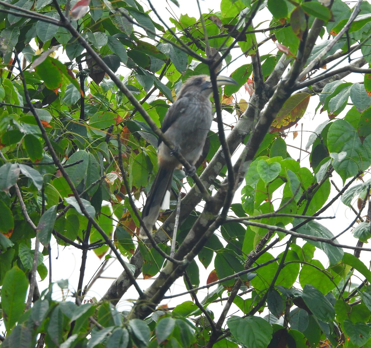Malabar Gray Hornbill - ML639581554