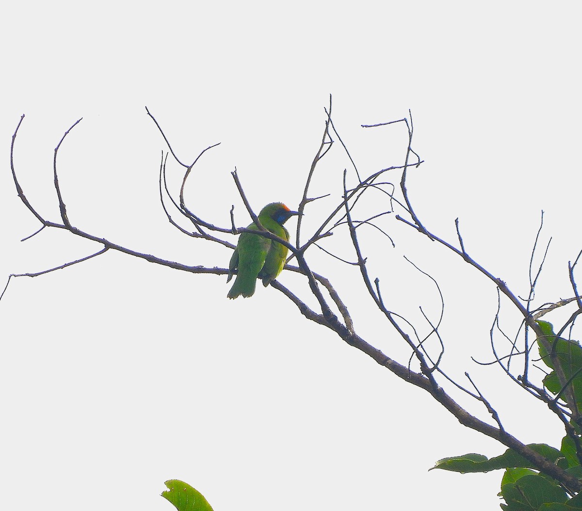 Golden-fronted Leafbird - ML639581559