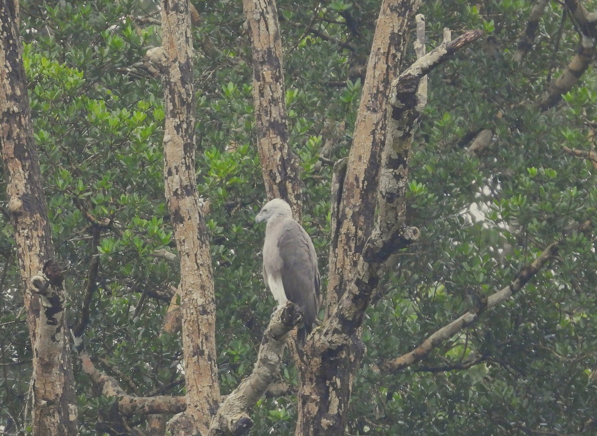 Lesser Fish-Eagle - ML639581574