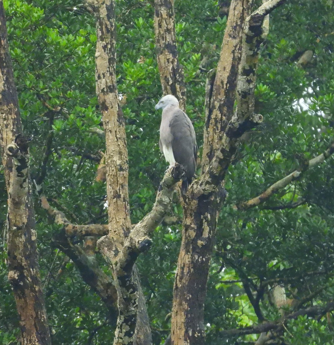 Lesser Fish-Eagle - ML639581575
