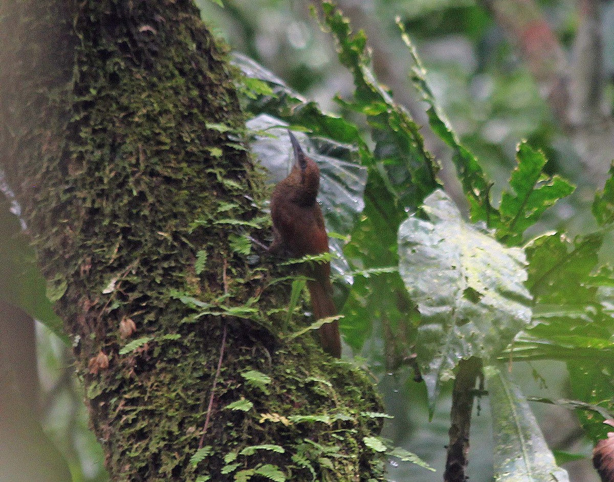 Northern Barred-Woodcreeper - ML639581585