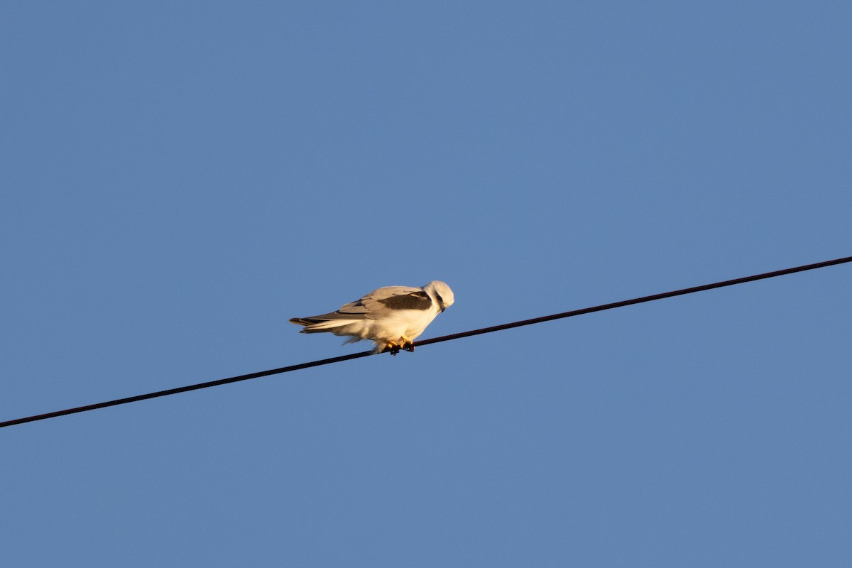 Black-shouldered Kite - ML639581654