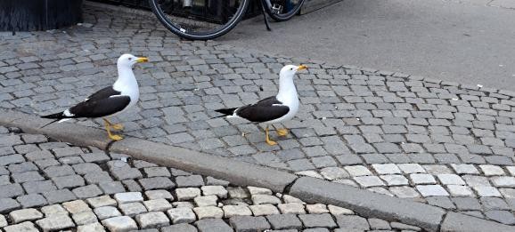 Lesser Black-backed Gull - ML639581664