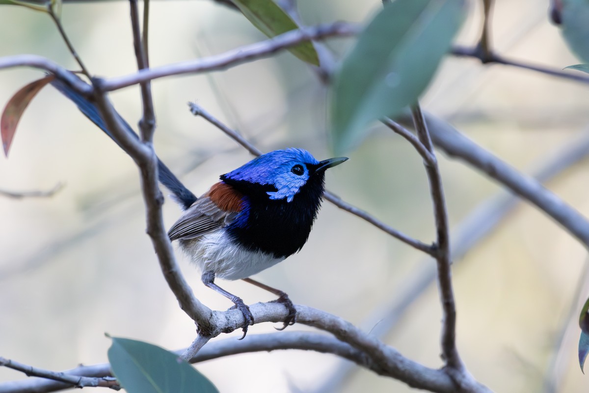 Variegated Fairywren - ML639581699