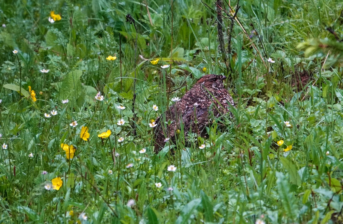 Chinese Grouse - ML639581723