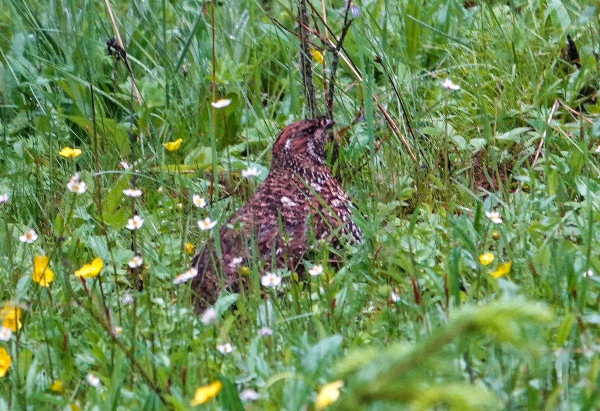 Chinese Grouse - ML639581726