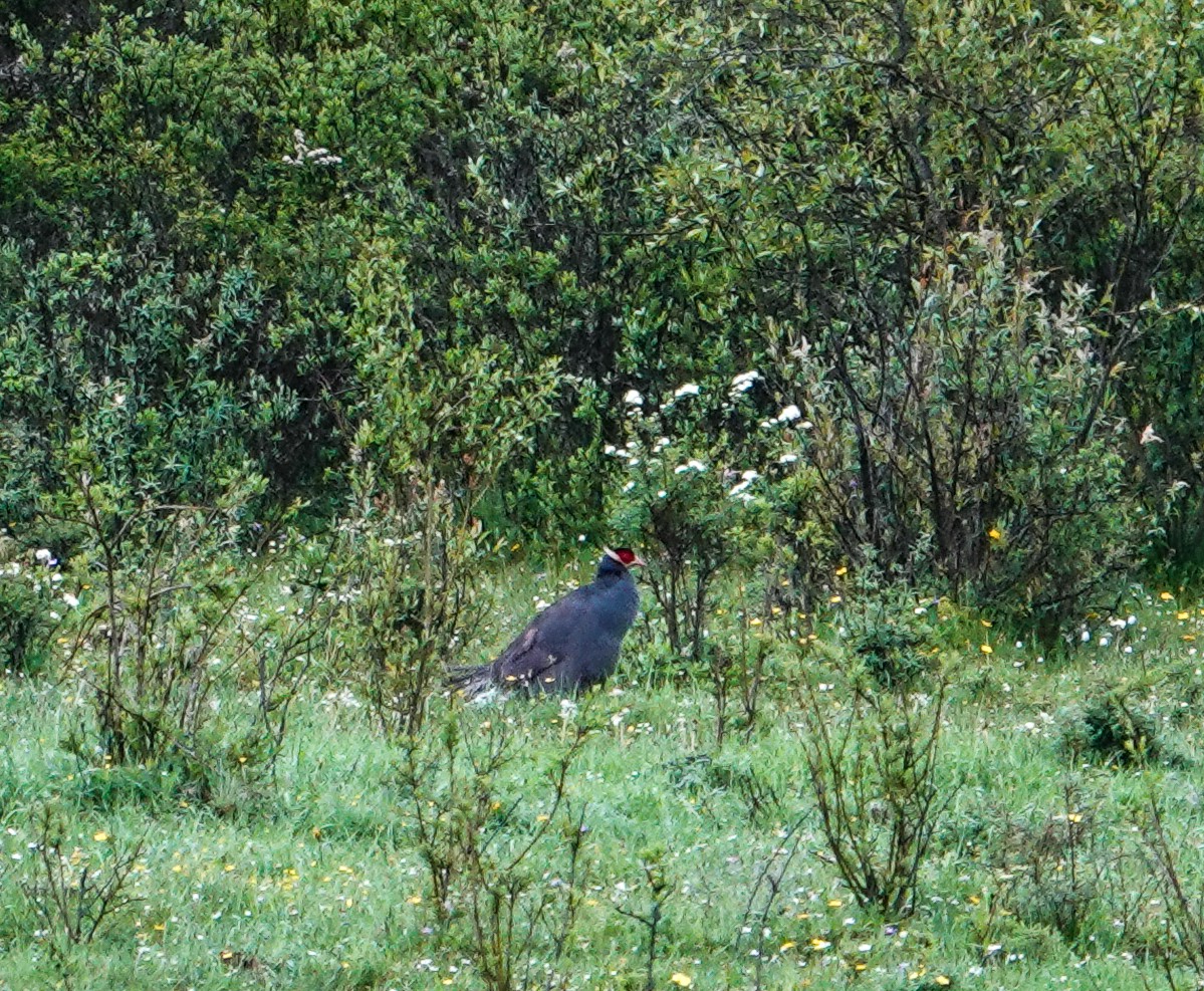 Blue Eared-Pheasant - ML639581762