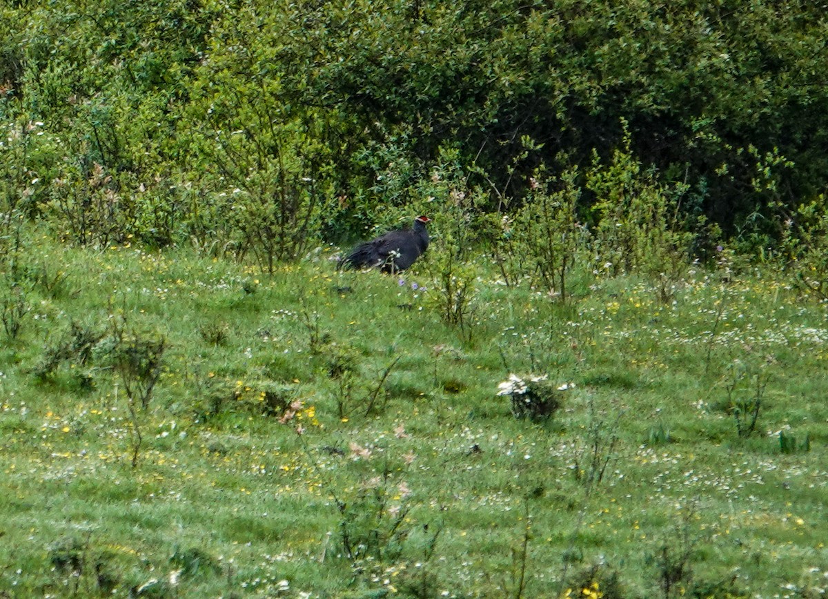 Blue Eared-Pheasant - ML639581766