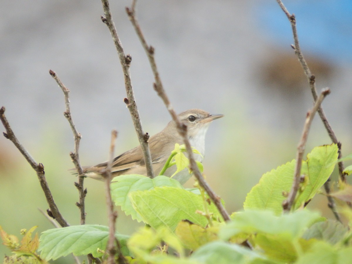 Middendorff's Grasshopper Warbler - ML639581786