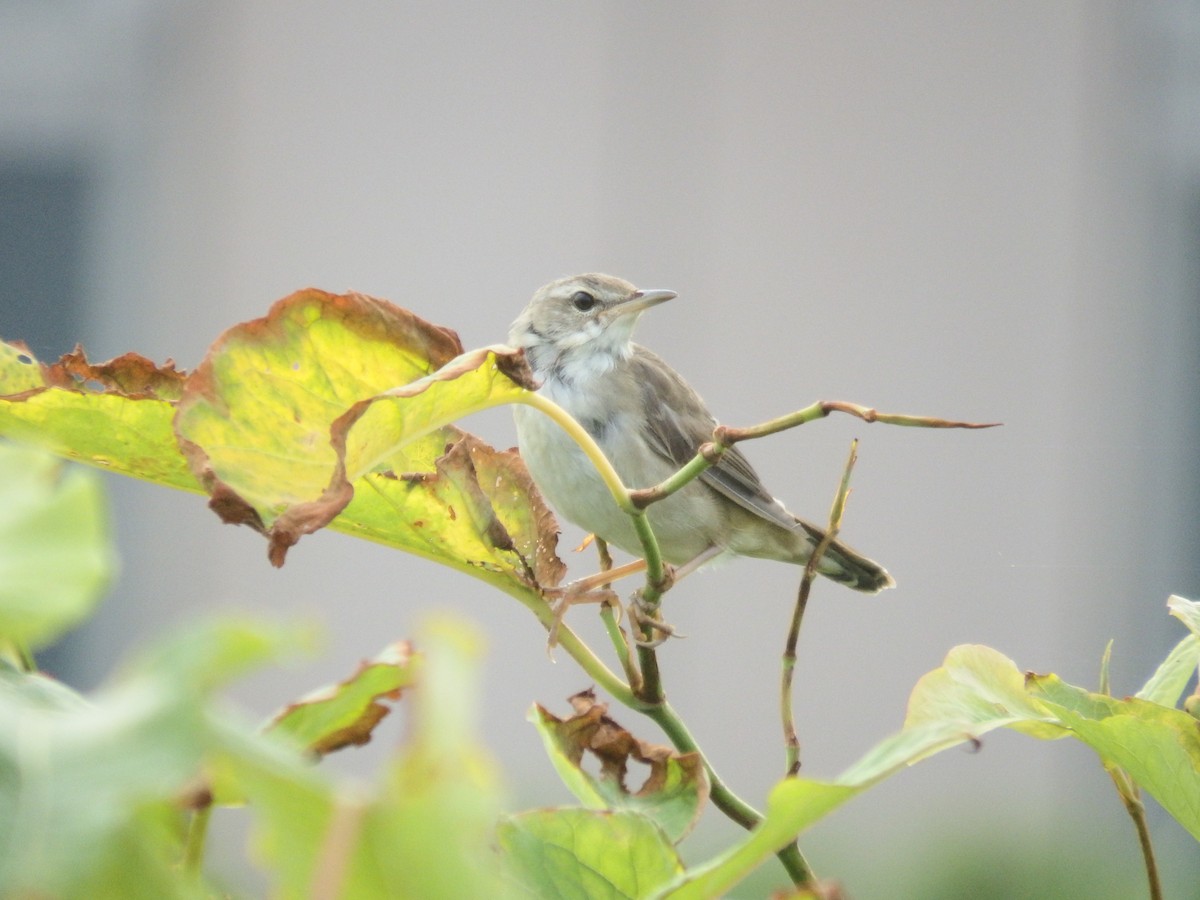Middendorff's Grasshopper Warbler - ML639581787