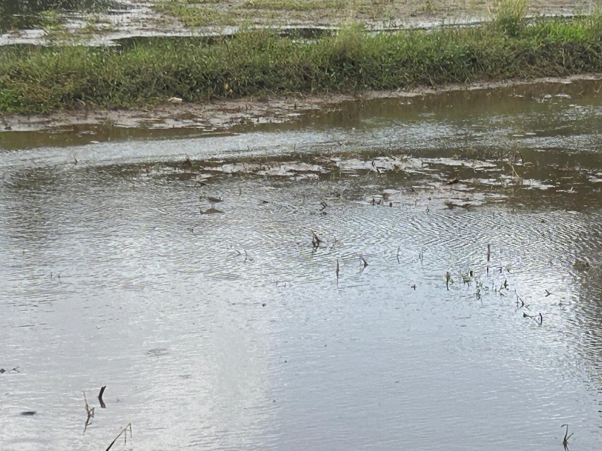 Wood Sandpiper - ML639581822