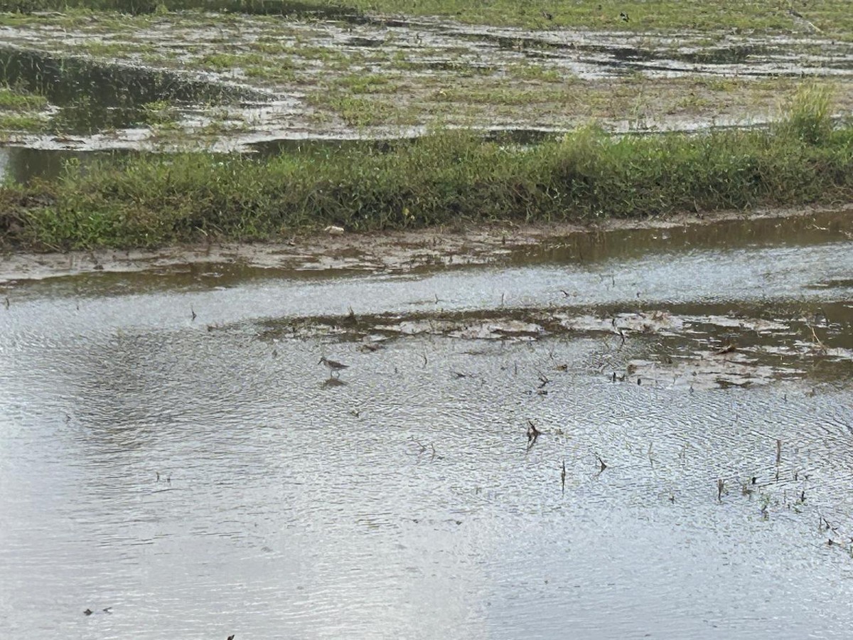 Wood Sandpiper - ML639581823