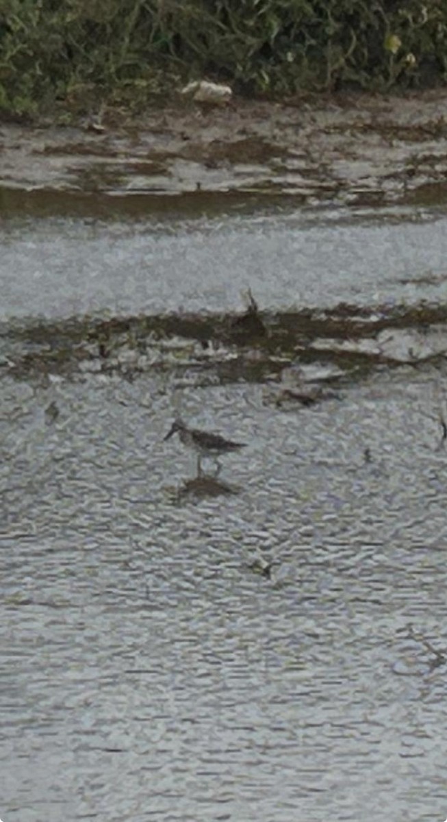 Wood Sandpiper - ML639581824