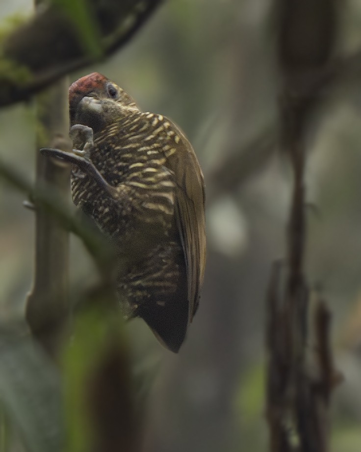Bar-bellied Woodpecker - ML639581953