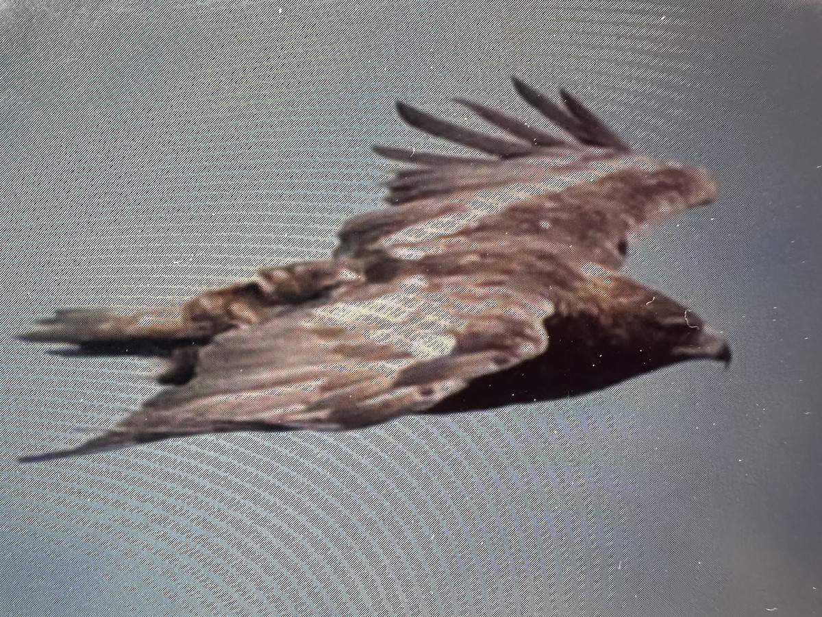 Golden Eagle - ML639581989
