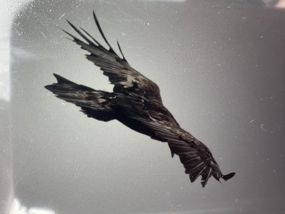 Golden Eagle - ML639581990