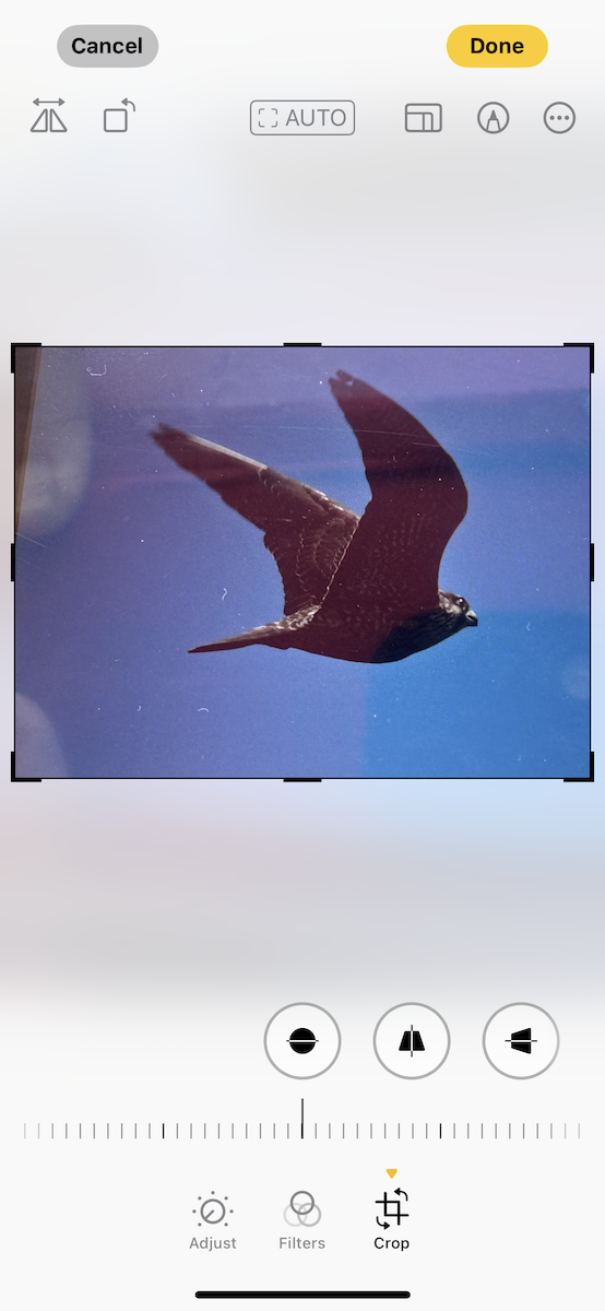 Peregrine Falcon - ML639581997