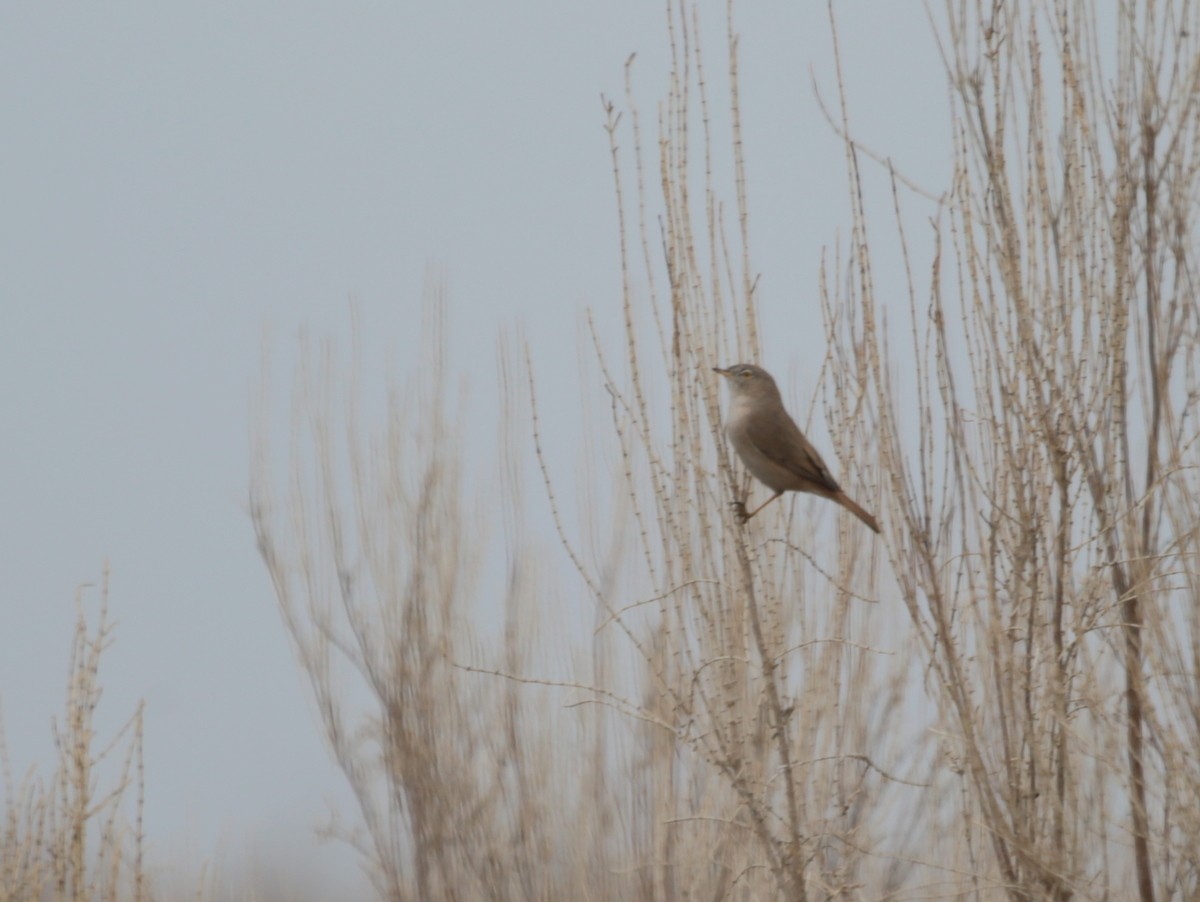 Asian Desert Warbler - ML639582206