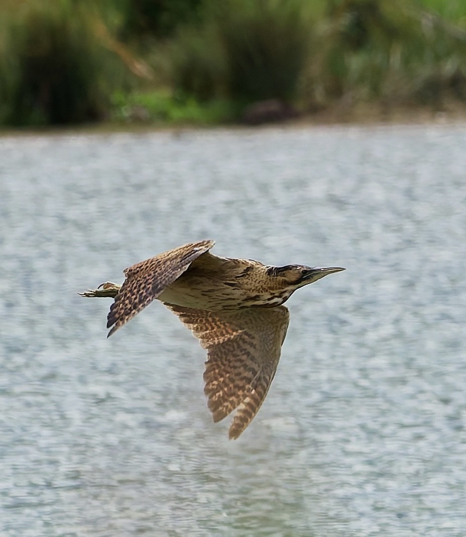 Eurasian Bittern - ML639582280