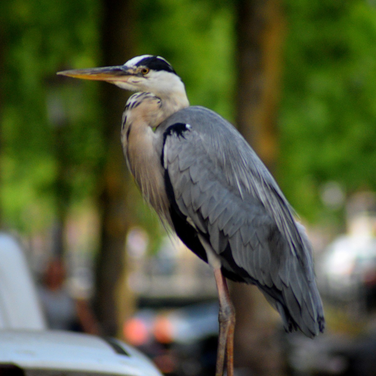 Gray Heron - ML639582293