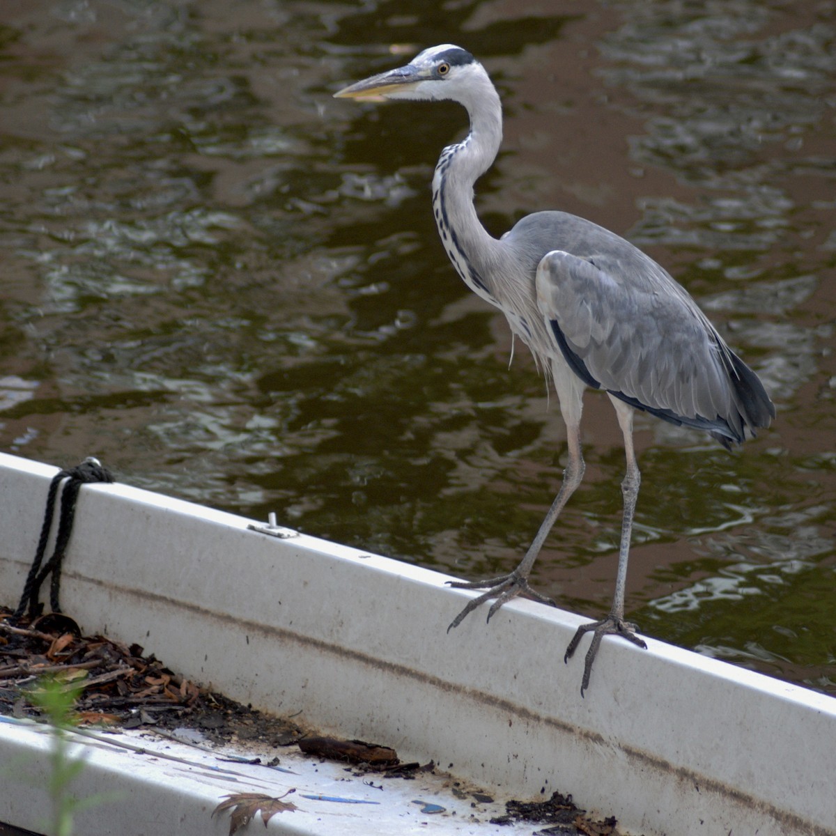 Gray Heron - ML639582294