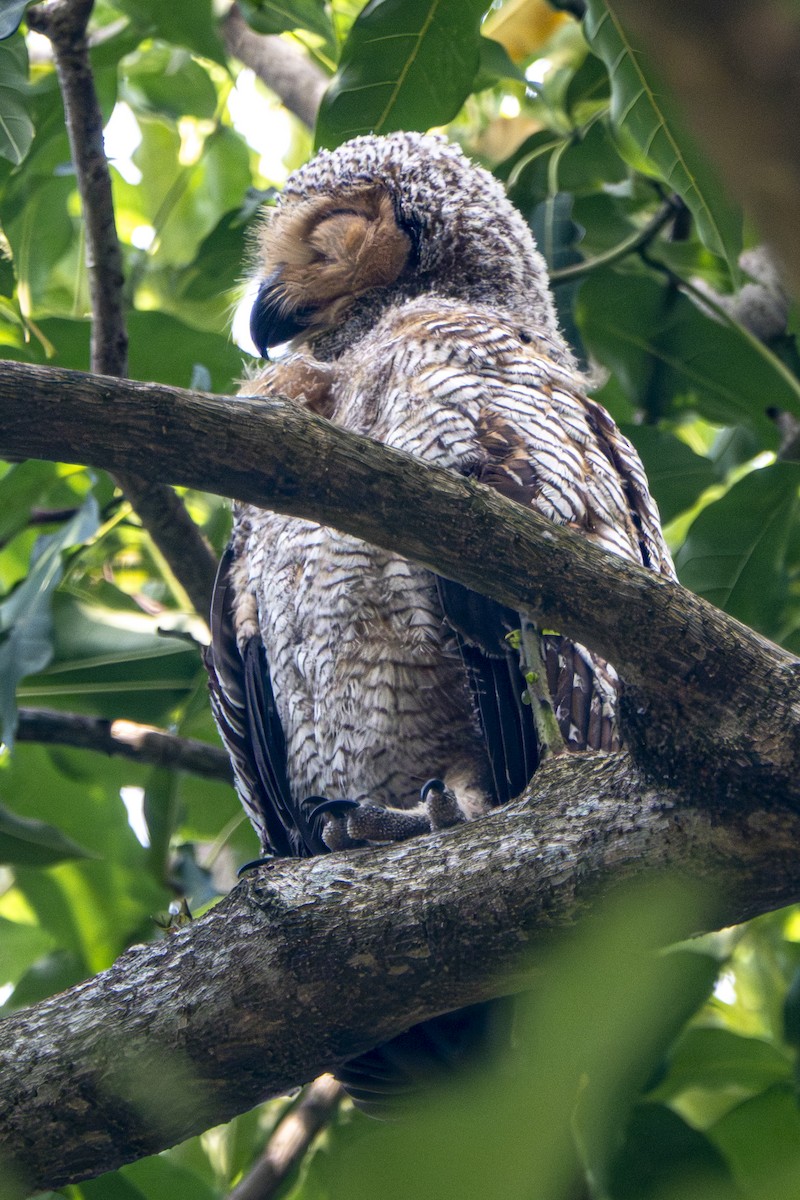 Spotted Wood-Owl - ML639582337