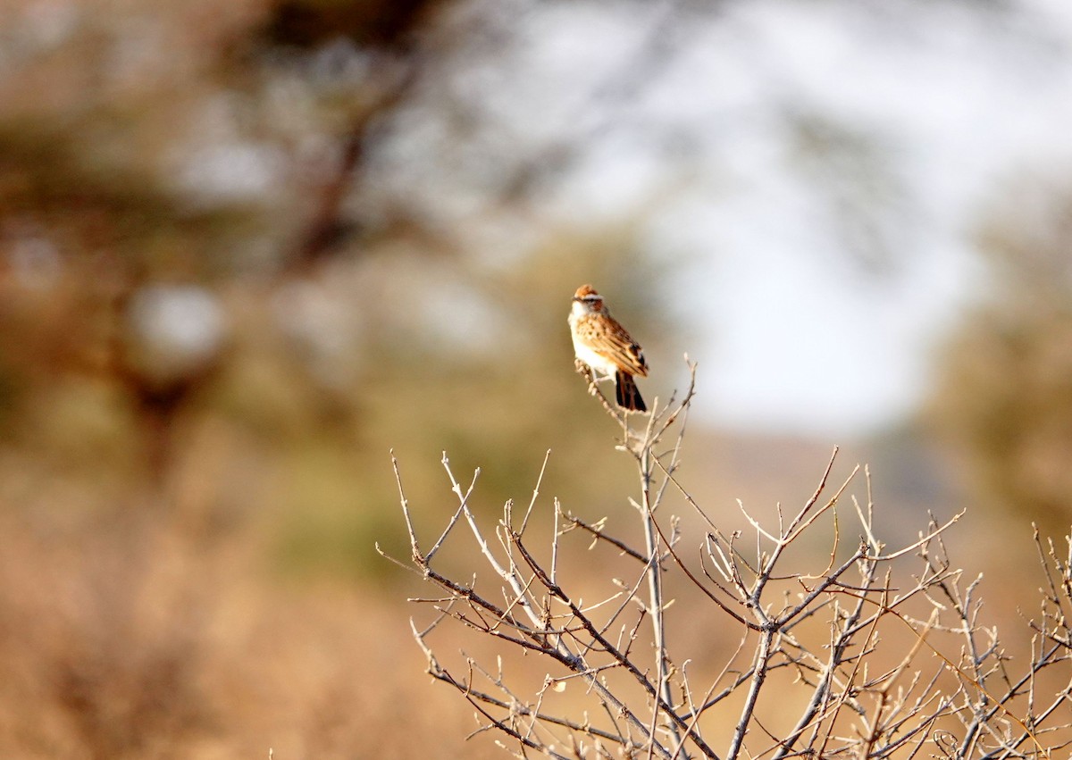 Fawn-colored Lark (Foxy) - ML639582365