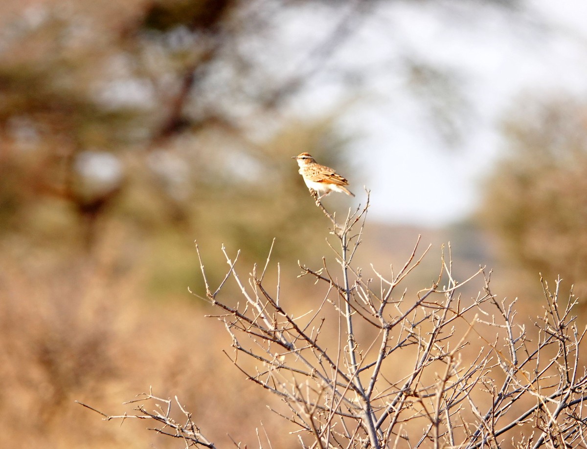 Fawn-colored Lark (Foxy) - ML639582366