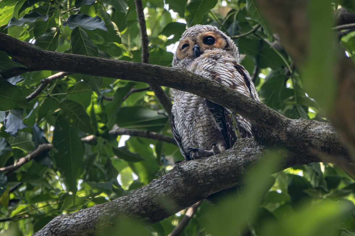 Spotted Wood-Owl - ML639582367