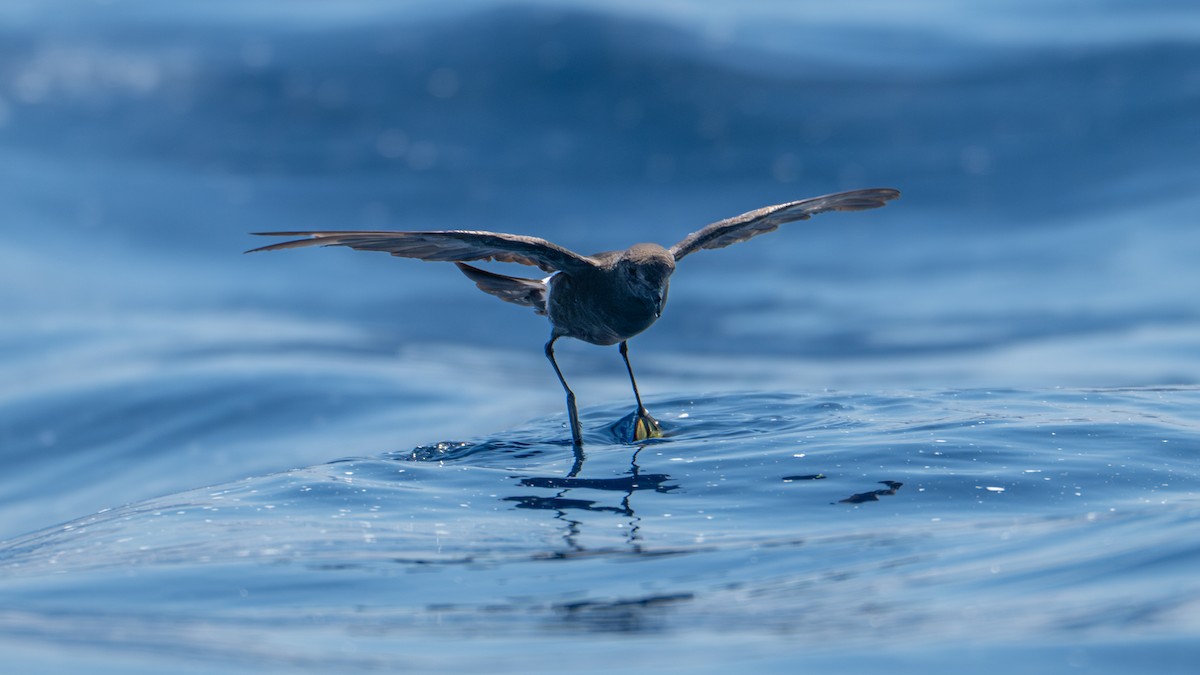 Wilson's Storm-Petrel - ML639582431