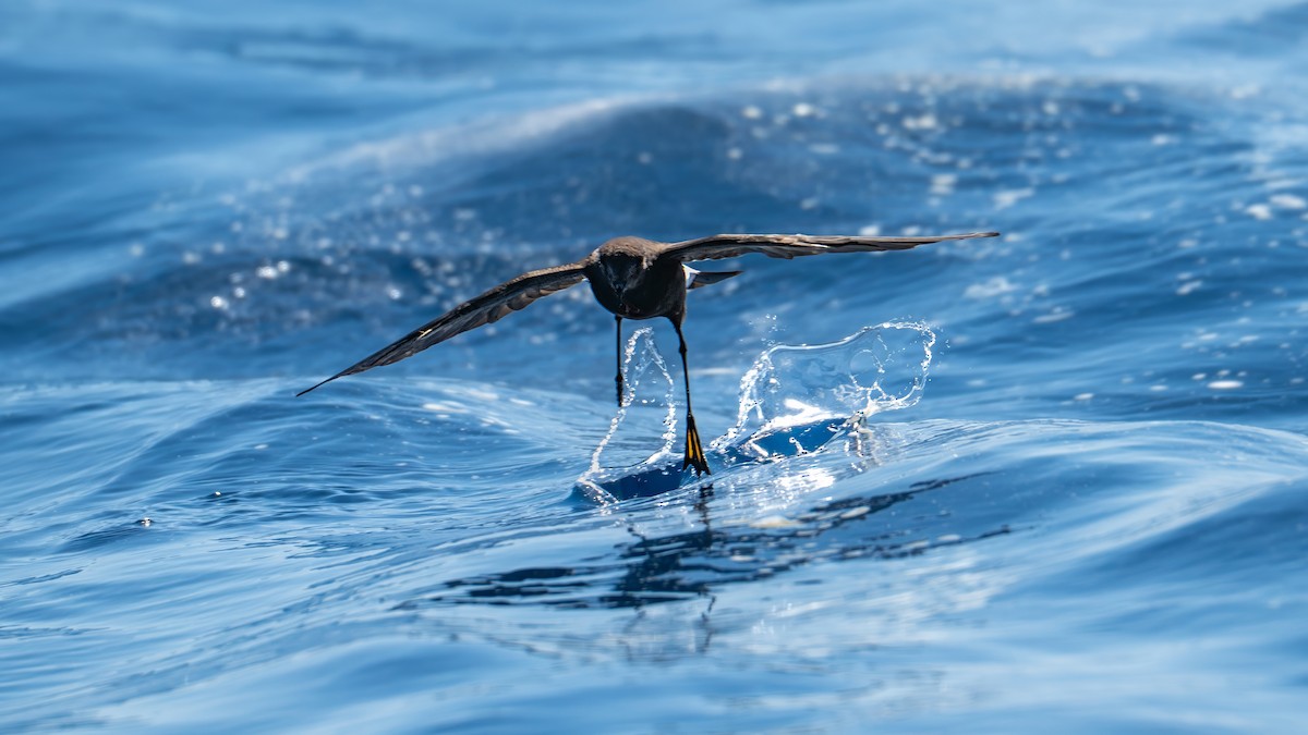 Wilson's Storm-Petrel - ML639582432