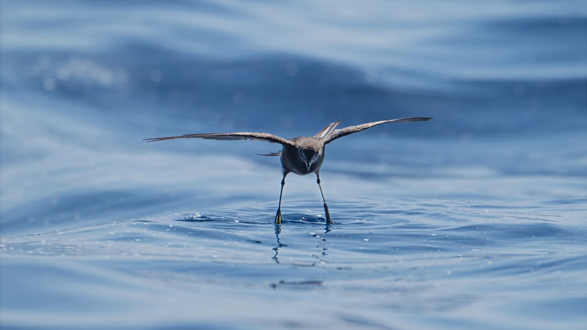Wilson's Storm-Petrel - ML639582433