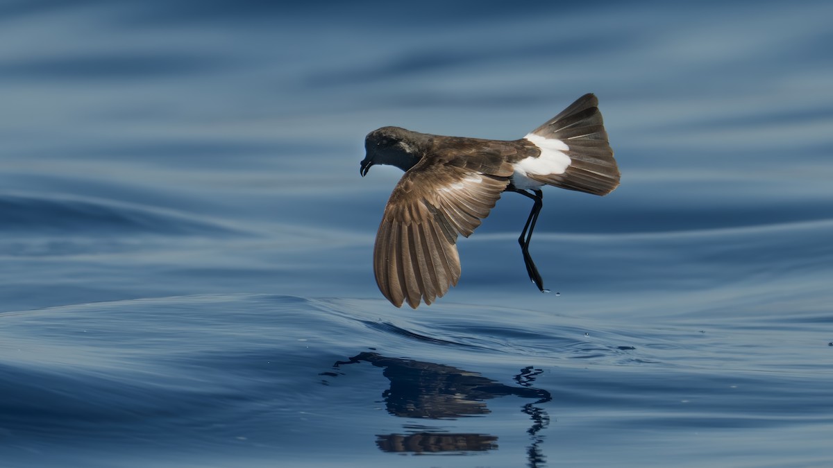 Wilson's Storm-Petrel - ML639582434