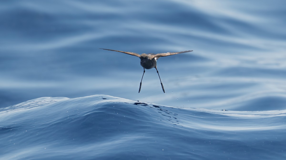 Wilson's Storm-Petrel - ML639582435