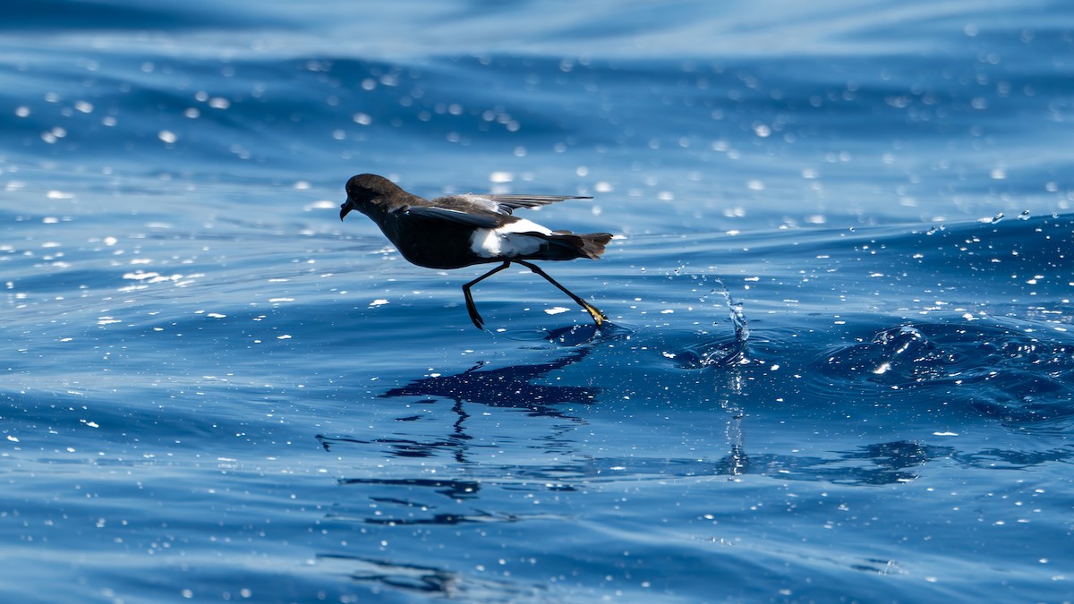 Wilson's Storm-Petrel - ML639582436