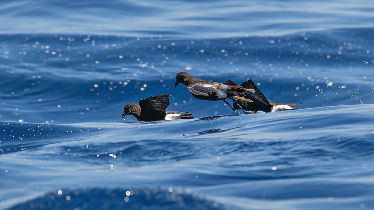 Wilson's Storm-Petrel - ML639582437