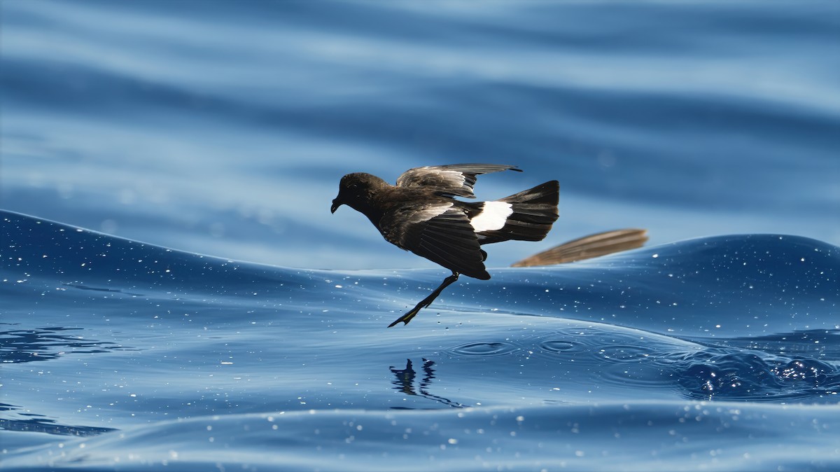 Wilson's Storm-Petrel - ML639582438
