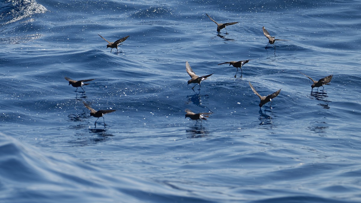 Wilson's Storm-Petrel - ML639582440