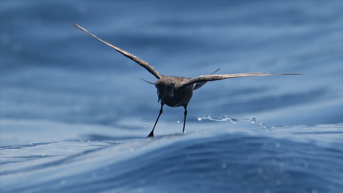 Wilson's Storm-Petrel - ML639582441
