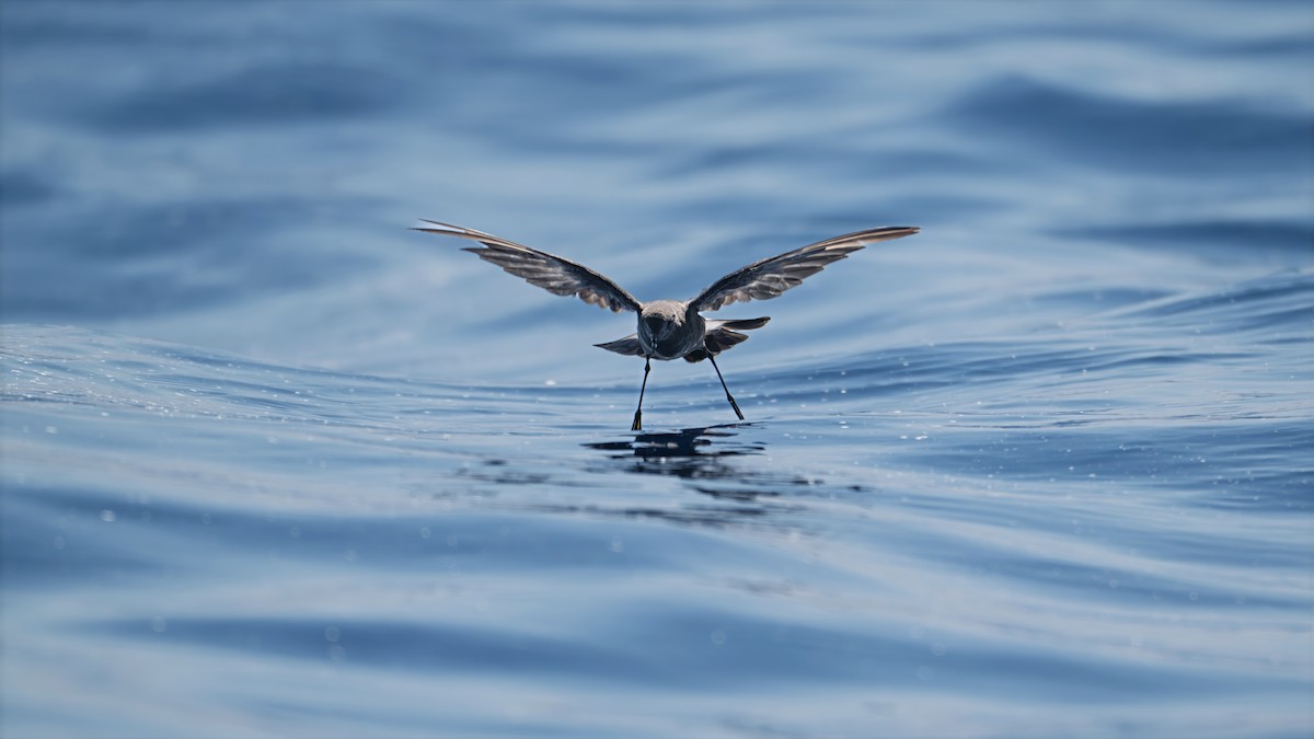 Wilson's Storm-Petrel - ML639582442