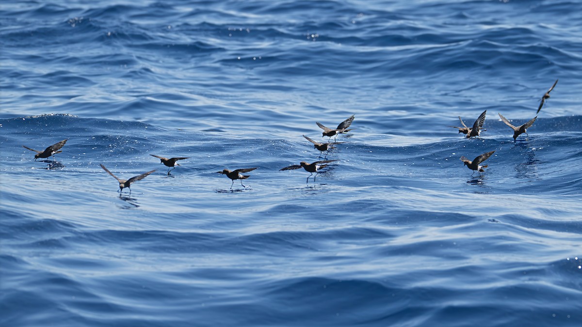 Wilson's Storm-Petrel - ML639582443
