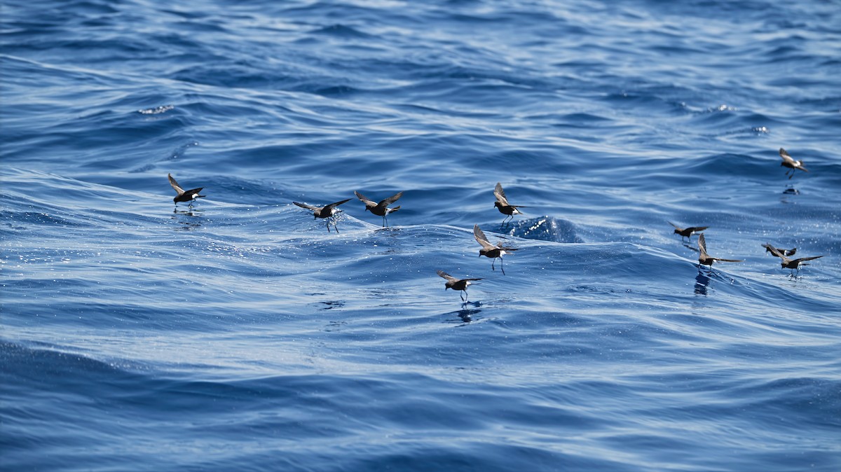 Wilson's Storm-Petrel - ML639582444