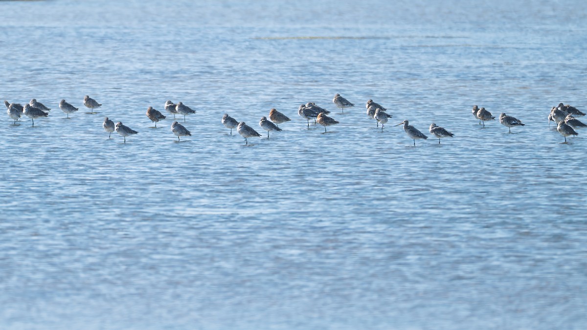 Black-tailed Godwit - ML639582466