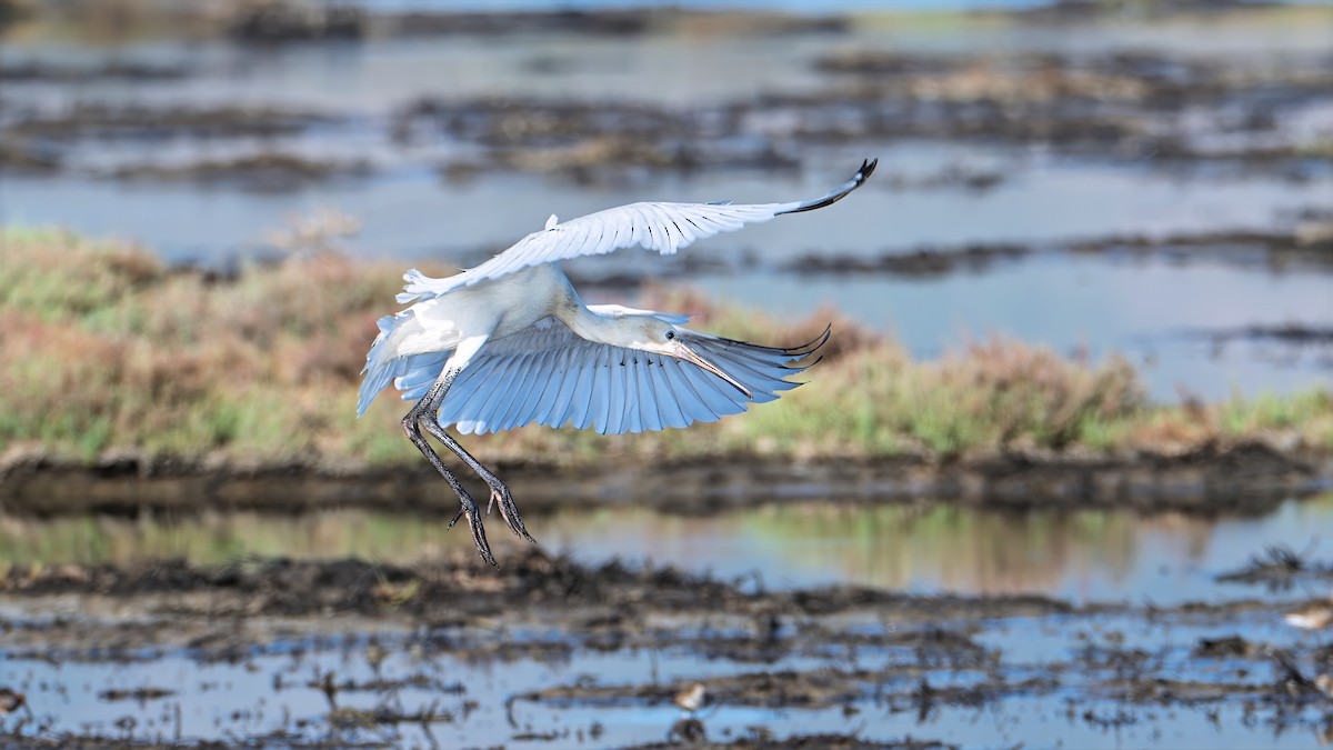 Eurasian Spoonbill - ML639582506