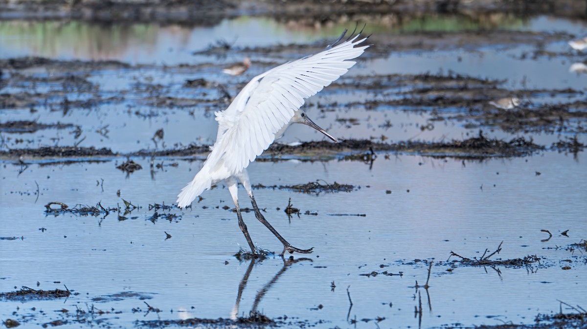 Eurasian Spoonbill - ML639582507