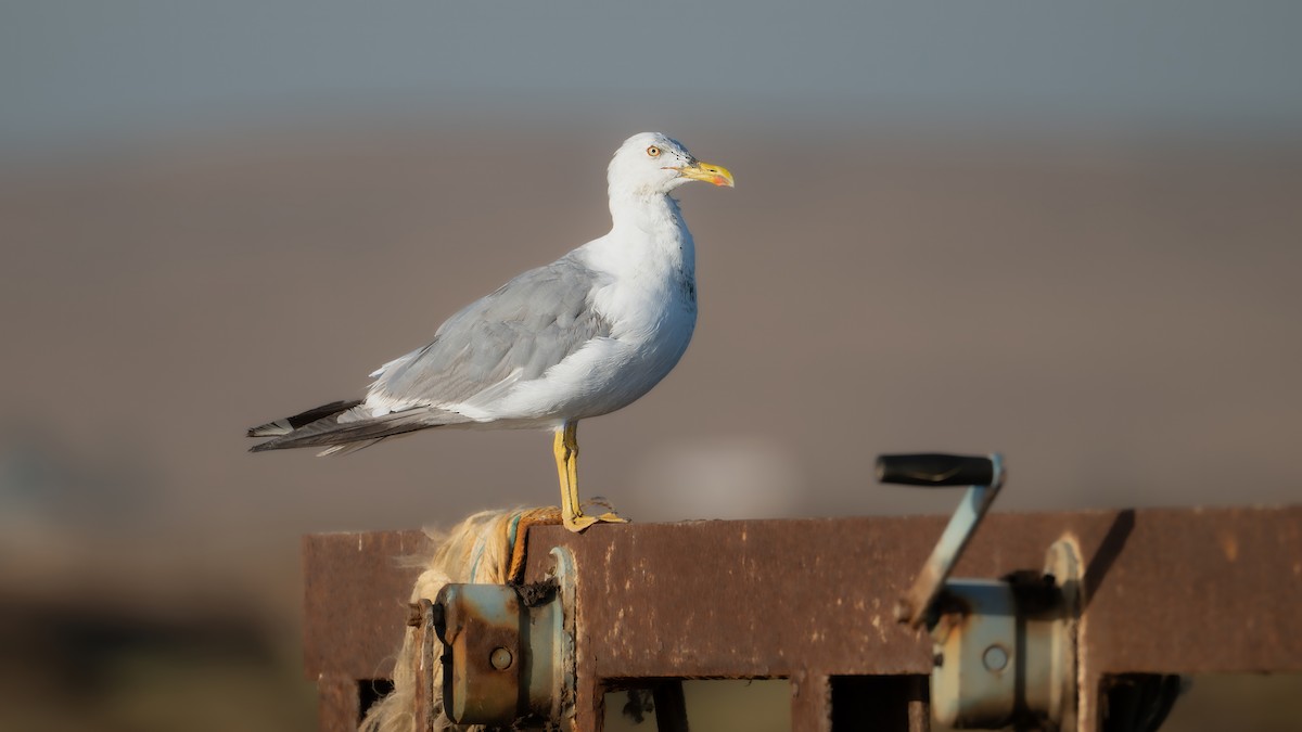 Yellow-legged Gull - ML639582523