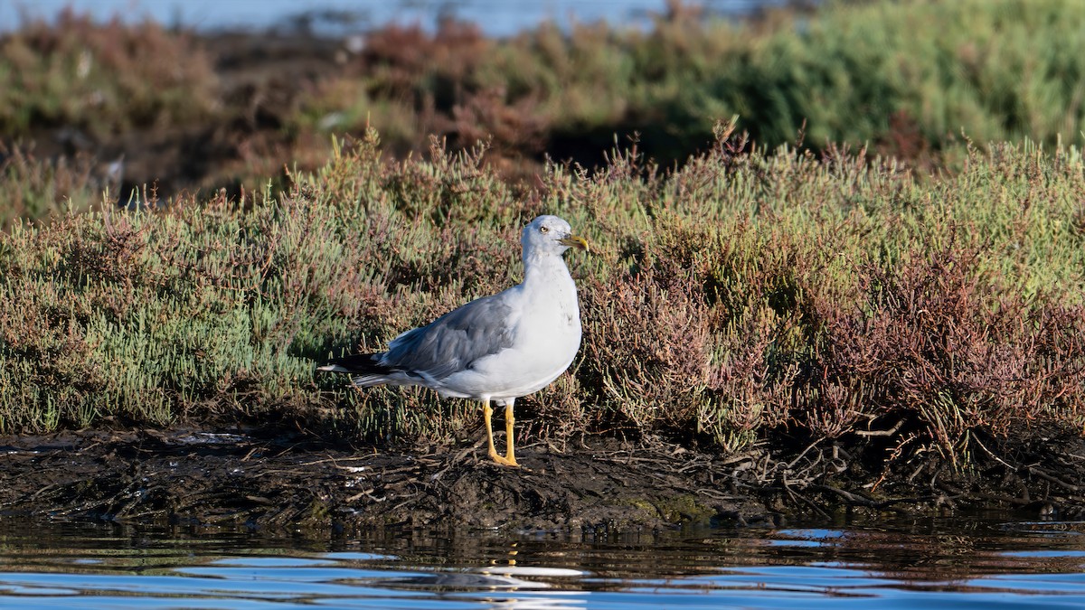 Yellow-legged Gull - ML639582524