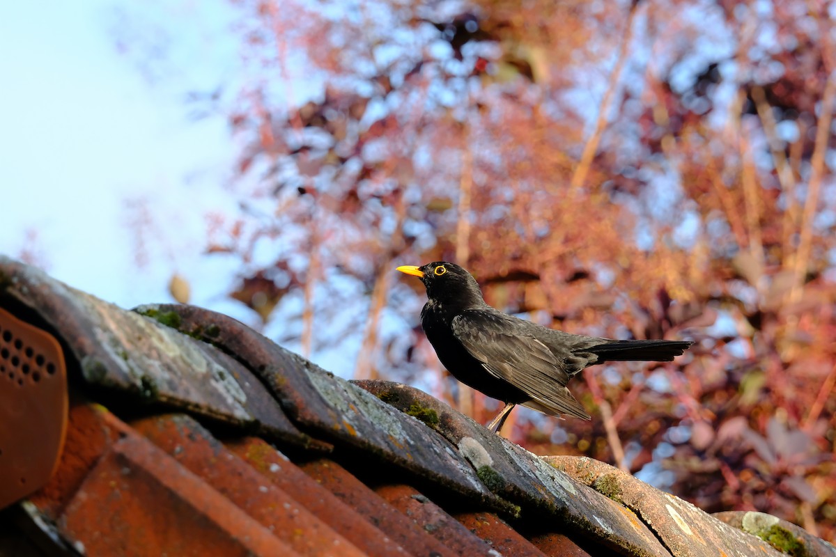 Eurasian Blackbird - ML639582658