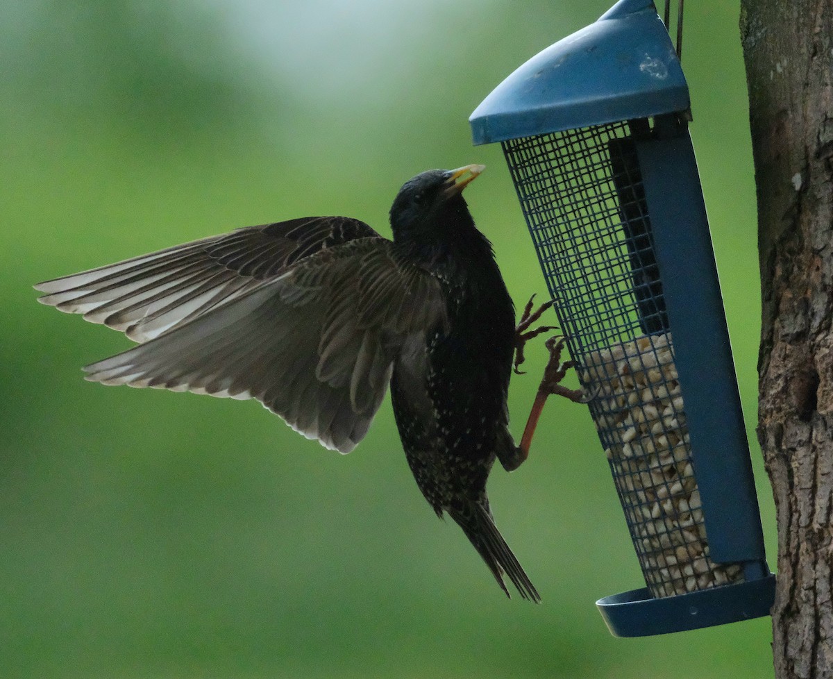 European Starling - ML639582674