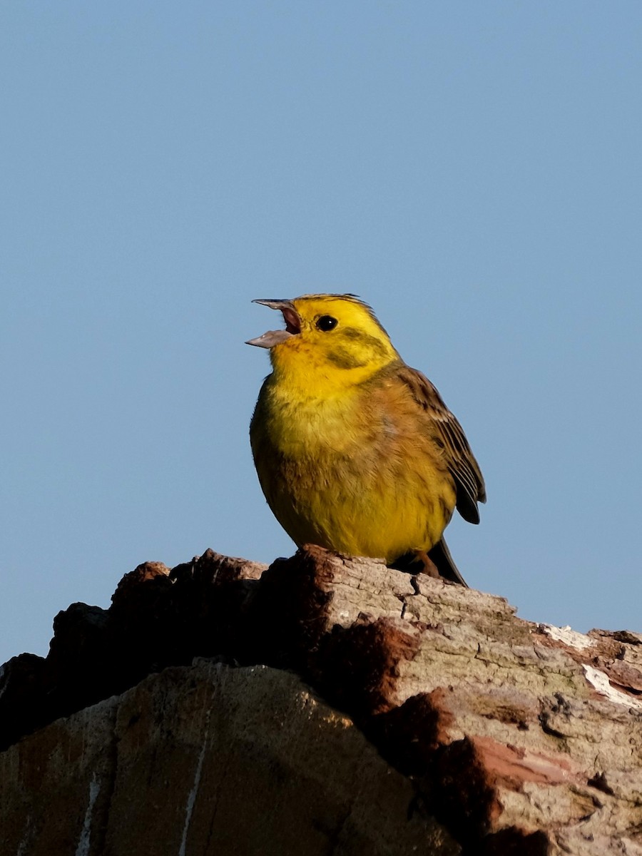 Yellowhammer - ML639582679